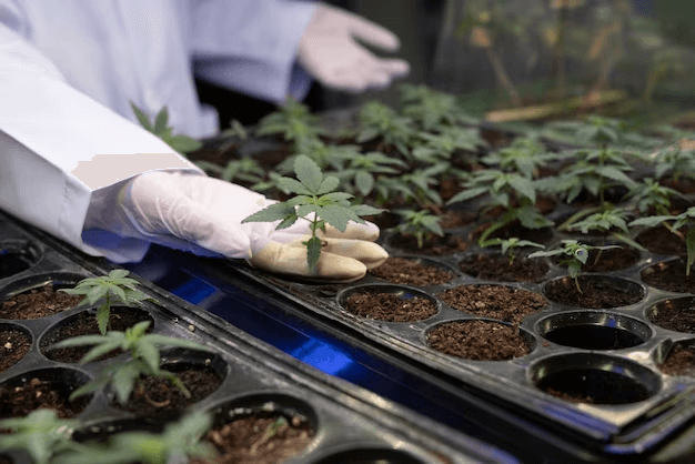 Essential Equipments You Need to Grow Cannabis Commercial Business