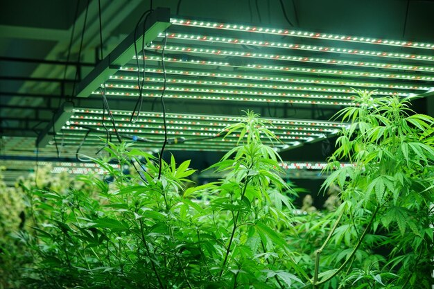 Mechanisms of Cannabis Plant Perception of LED Plant Light Quality