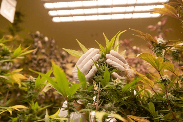 Using Professional Equipments to Develop Commercial Cannabis Grow Business