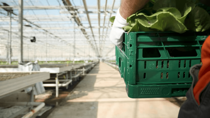 greenhouse commercial cultivation