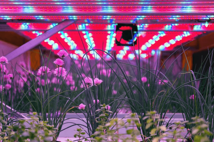 LEDs for Green Thumbs: Advancements in Horticulture Lighting Technology