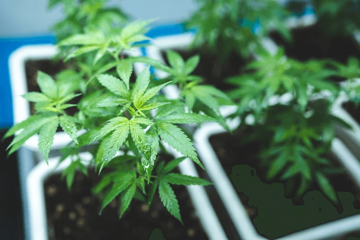 Maximizing Cannabis Yield: Optimal Grow Equipment for High-Quality Buds