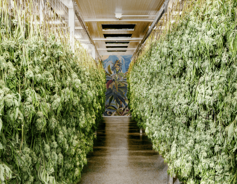 Tips for maximizing space on a cannabis drying rack