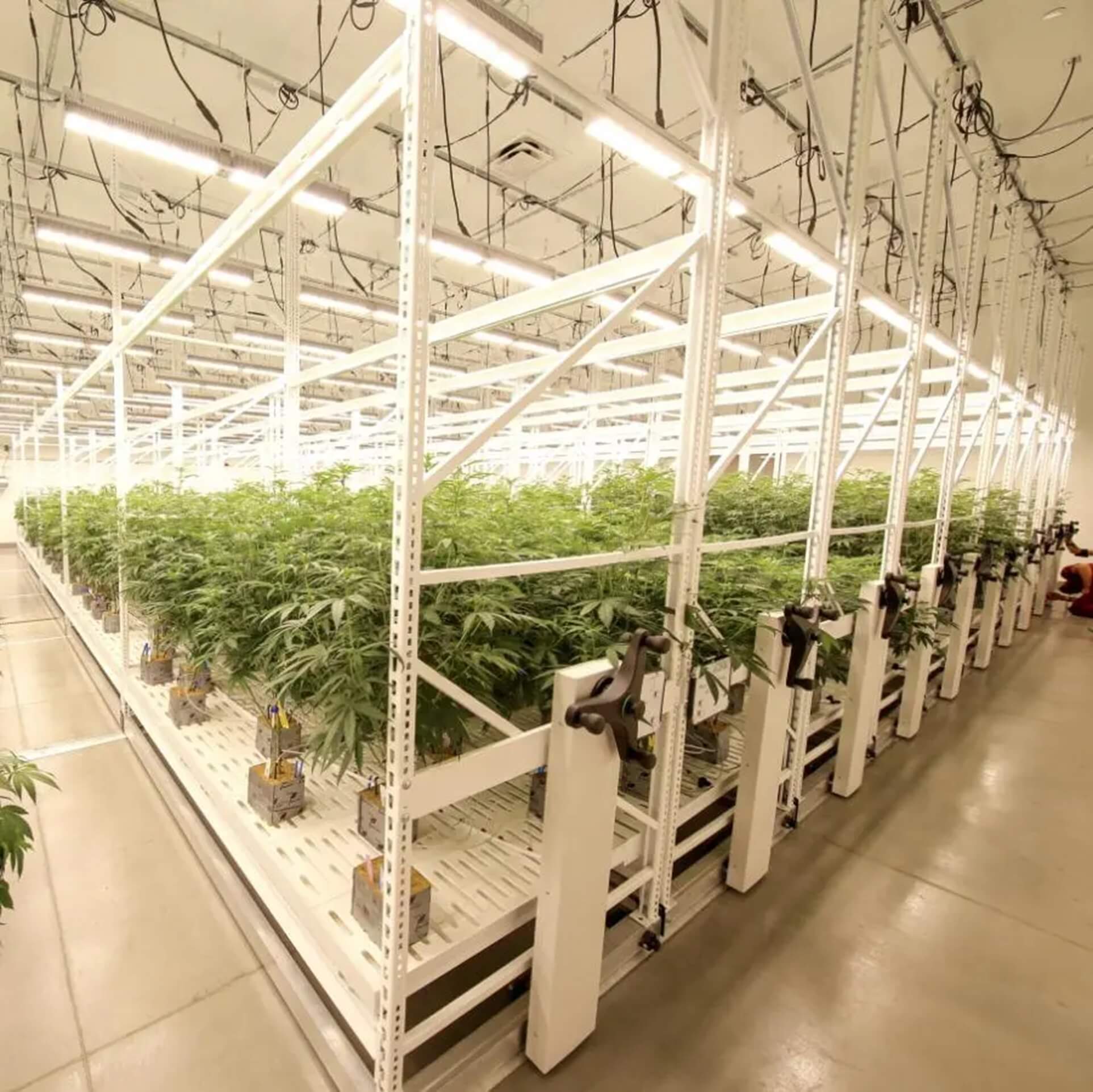 cannabis grow racks