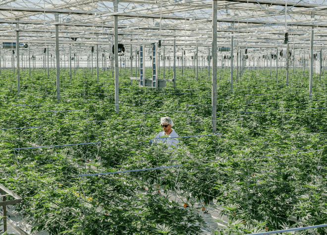 Cannabis Cultivation Techniques
