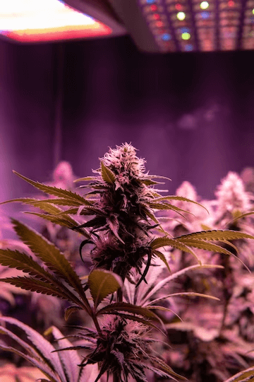 How To Choose The Right Plant Grow Light