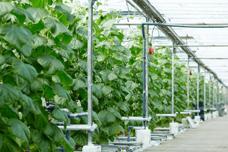 What are the Challenges of Vertical Farming