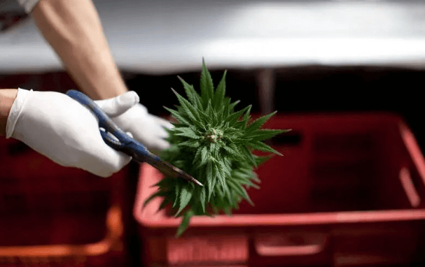 How To Prune Marijuana Plants