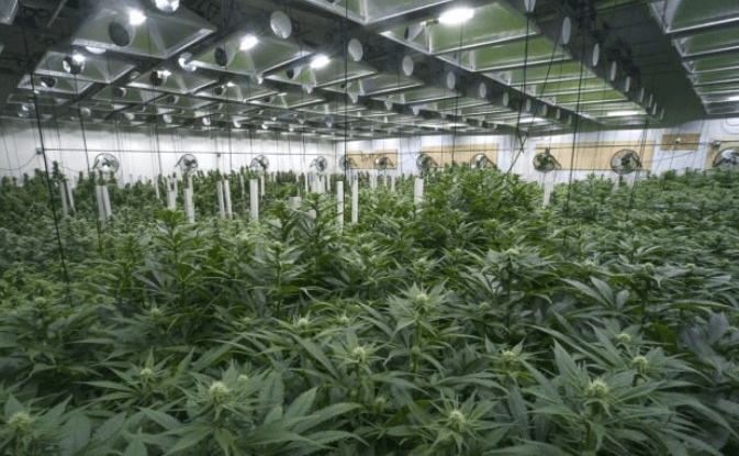 Commercial Grow Room Design Plans