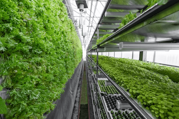 How To Start Vertical Farming Business