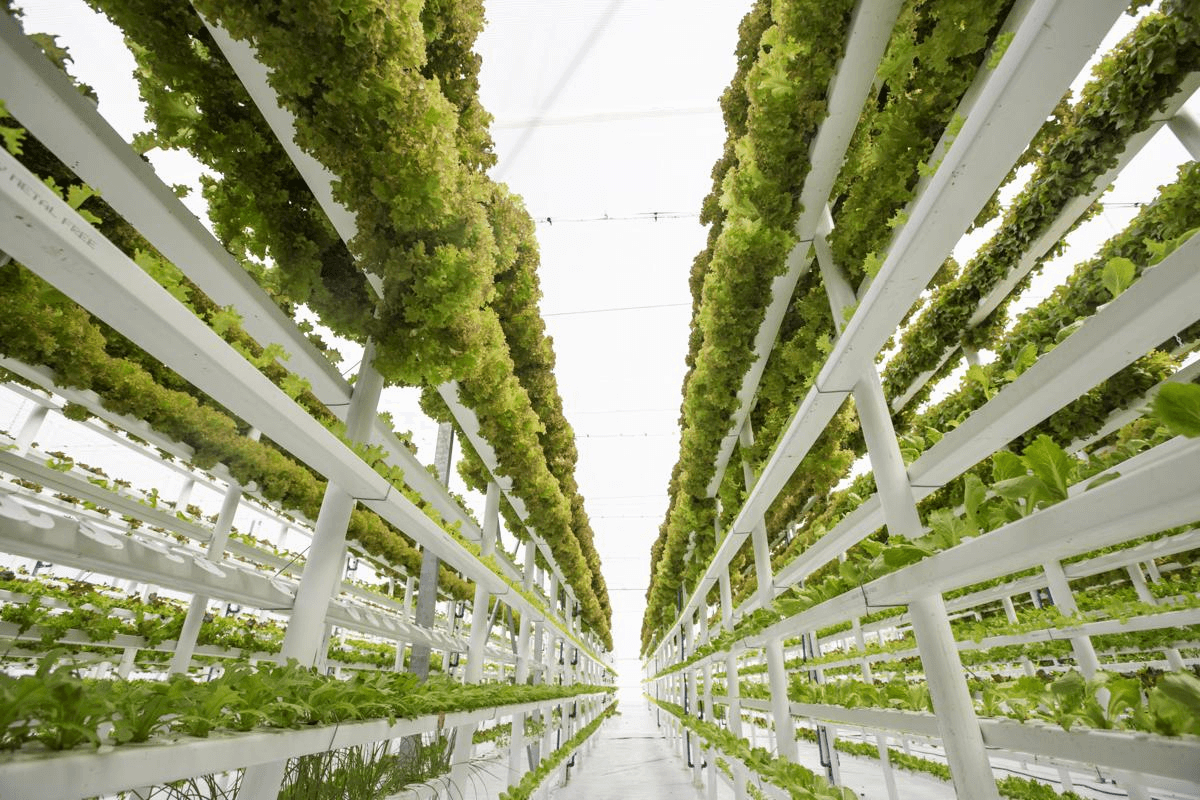 How Vertical Farming Can Save Water