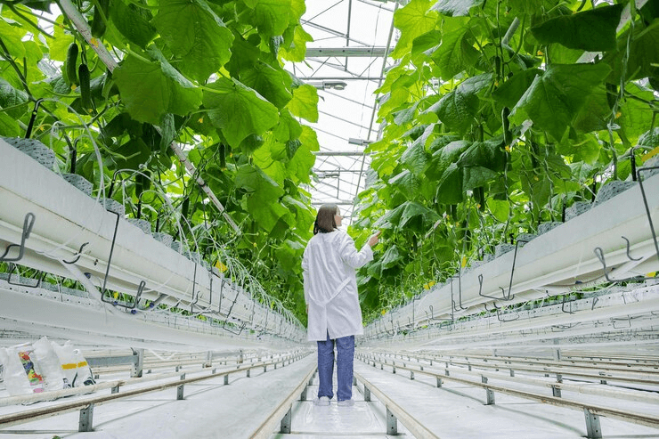 Are Indoor Vertical Farms the Future of Agriculture