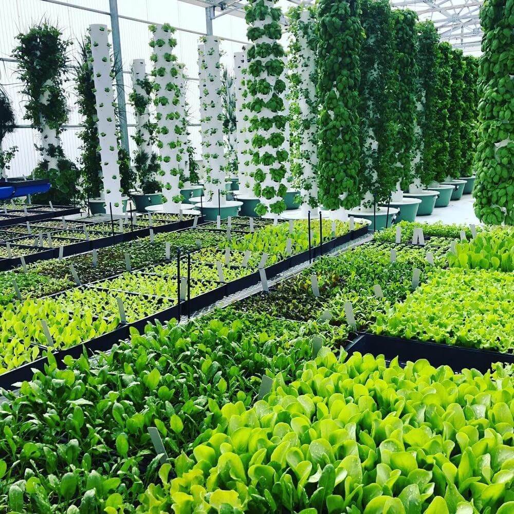 Where Is Vertical Farming Used