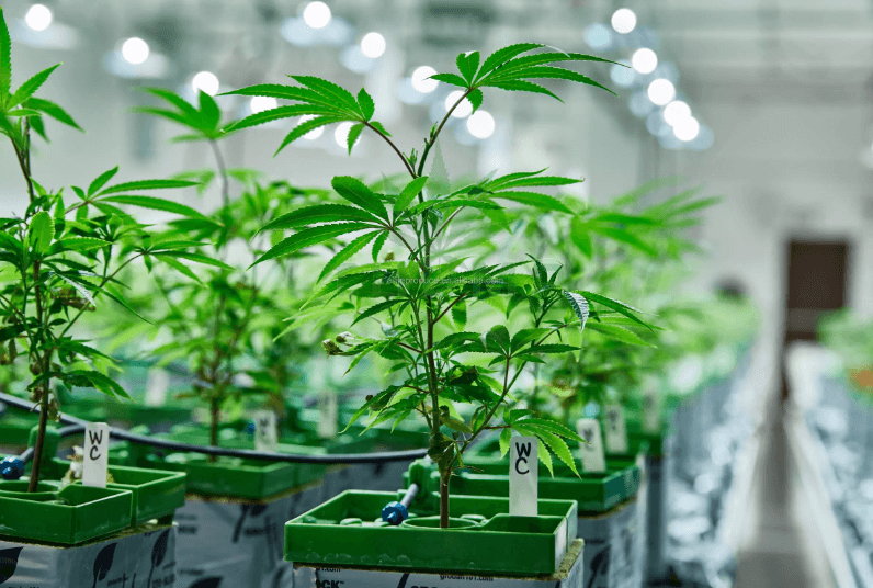 Indoor Cannabis Growing Made Easy: Setting Up Your Ideal System