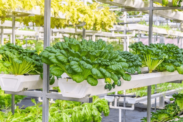 Which Structure is Used in Vertical Farming
