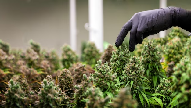 What are the key differences between indoor, outdoor, and greenhouse cultivation methods for cannabis?
