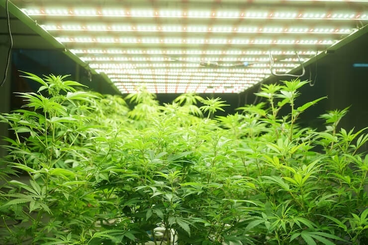 How do indoor cultivators stay competitive in the cannabis market?
