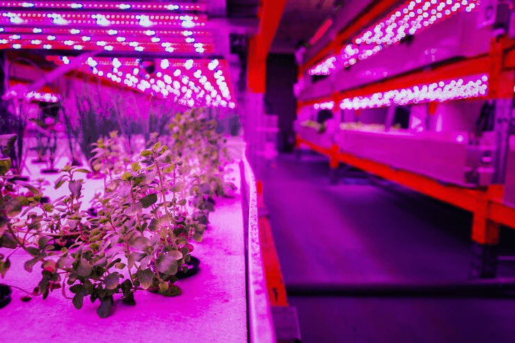 4 Ways LED Plant Lights Improve Indoor Cannabis Yield
