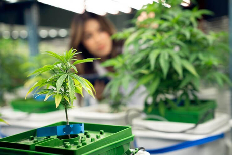 grow cannabis.jpg
