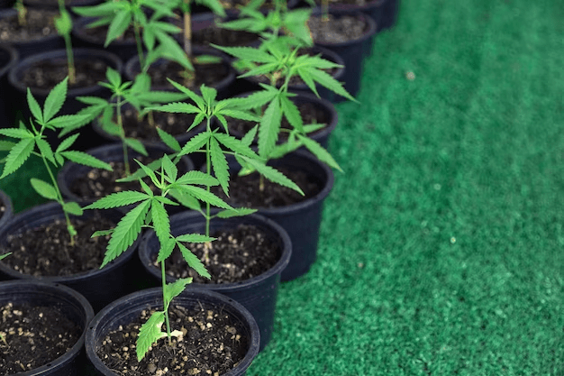 Is it still profitable to grow marijuana on a large scale in 2023?