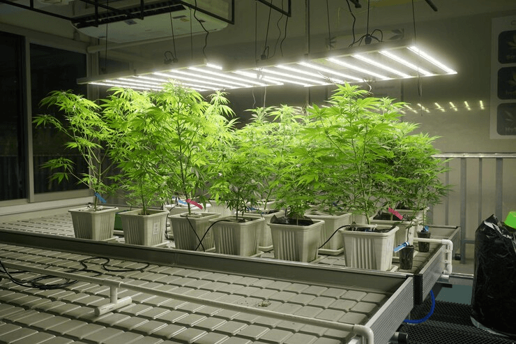 Navigating the Green Frontier: Legal Considerations and Security Measures for Your Indoor Cannabis Grow System