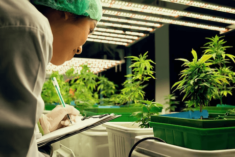 cannabis grow system.png