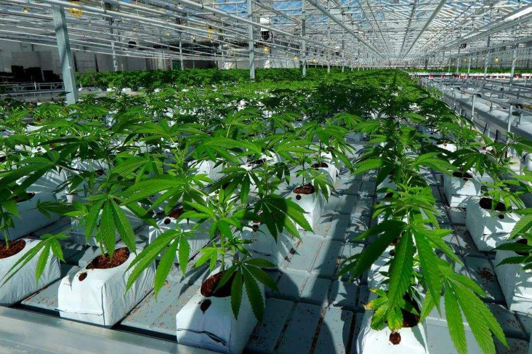 Marijuana MSO curaleaf completed the $211 million bloom acquisition in Arizona