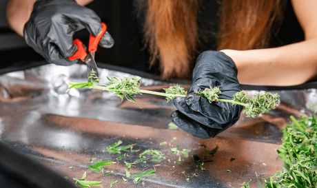 cannabis curing.png