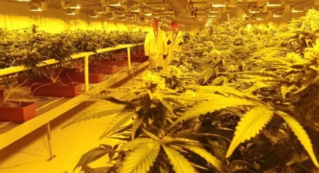 Cannabis producer canopy growth is being removed from the S & P / Toronto Stock Exchange 60 index