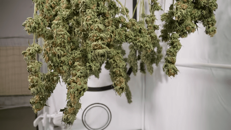 cannabis drying rack.png
