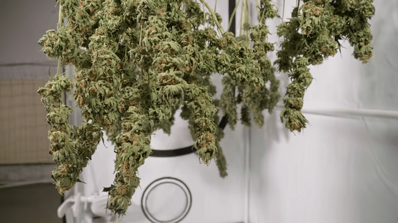 cannabis drying rack.png
