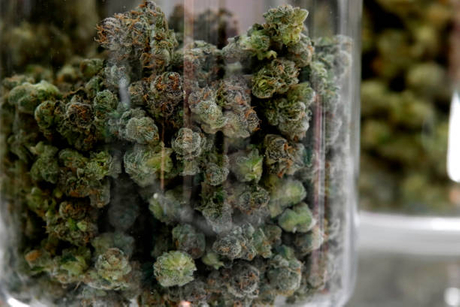 curing cannabis.jpg