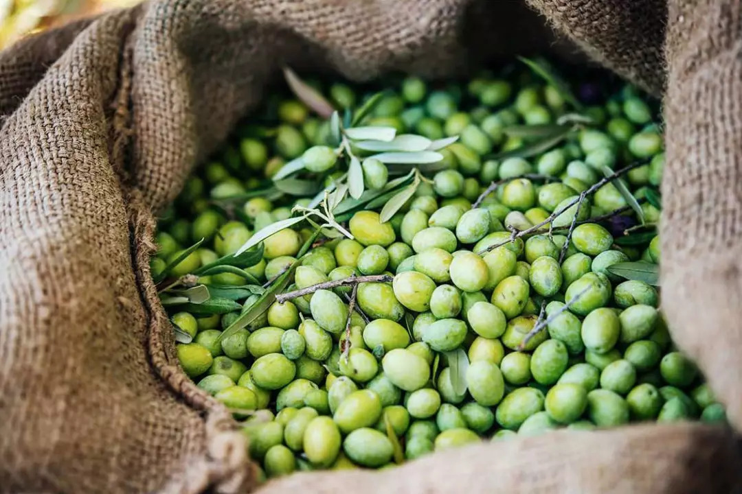 Italian olive oil production rises