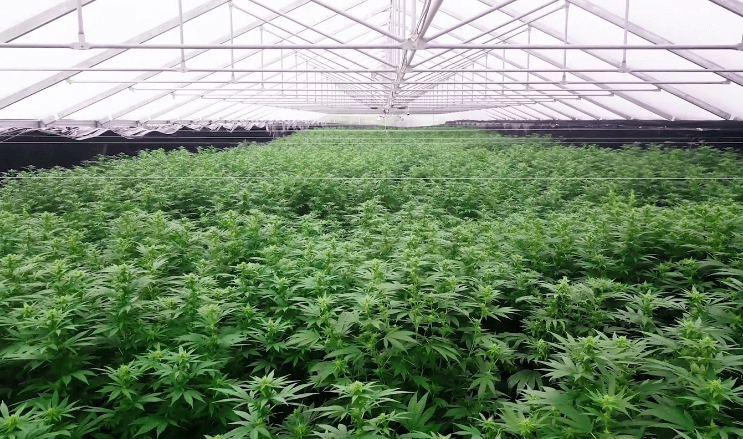 How To Set Up Cannabis Cultivation Base