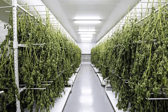 cannabis drying rack.png