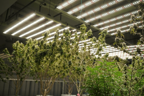 cannabis vertical farming.png