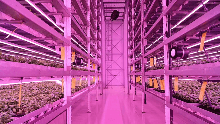 What is a Vertical Racking System for Indoor Farming?