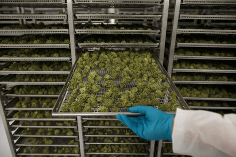 drying weed.png