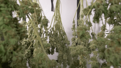 drying rack for weed.png