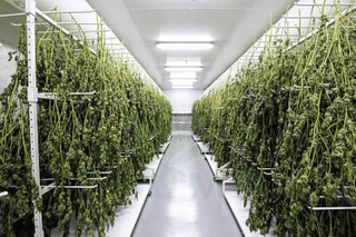 Mobile Vertical Cannabis Drying Racks