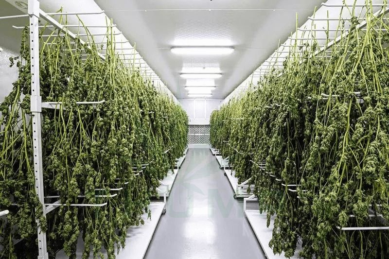 Mobile Vertical Cannabis Drying Racks