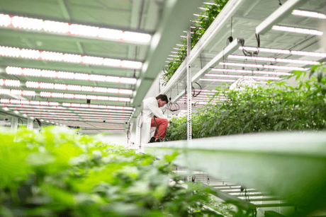 Multi-Tier Grow Room.png