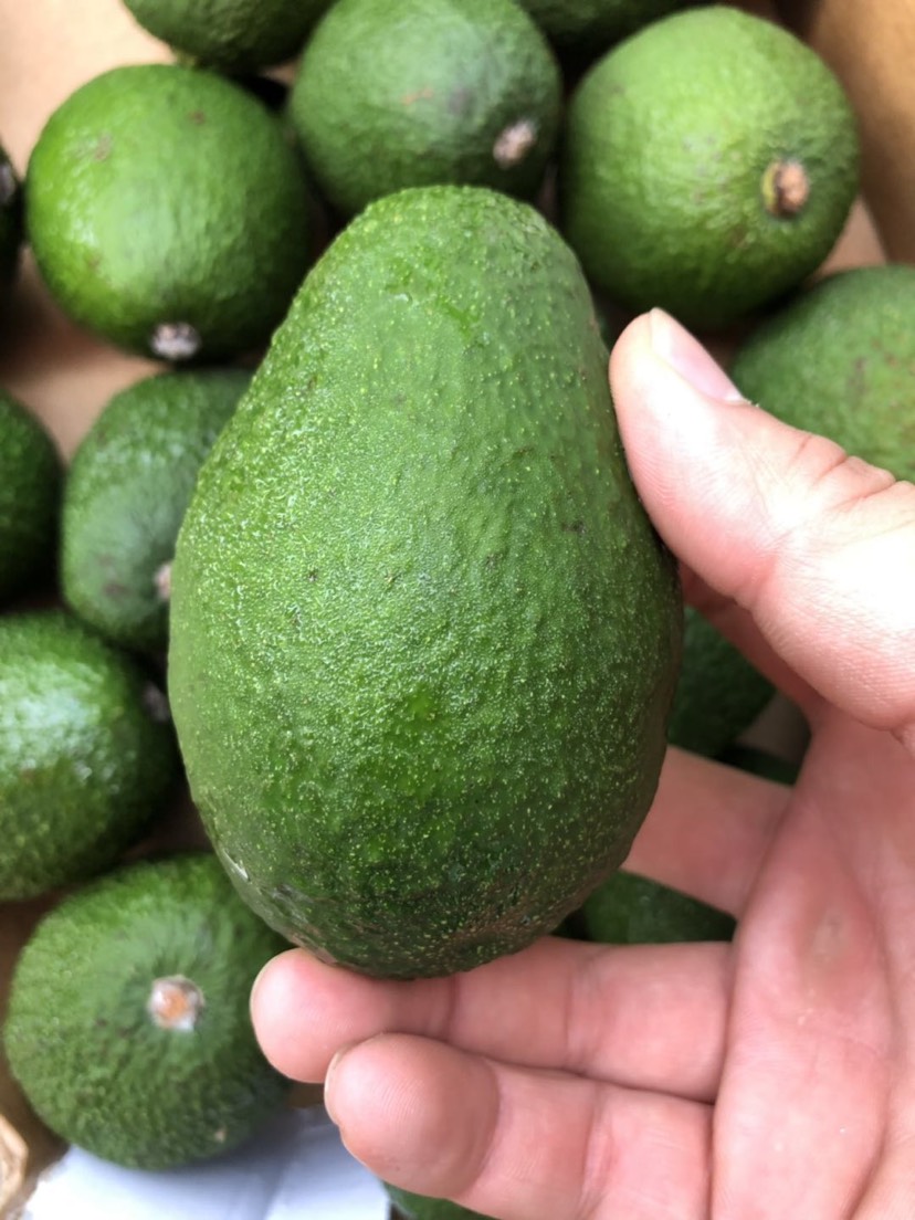 Peru's avocado exports hit a record
