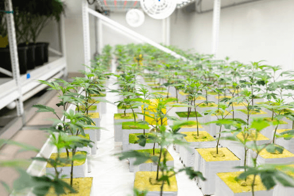 cannabis grow system.png