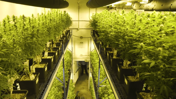 vertical grow rack.png