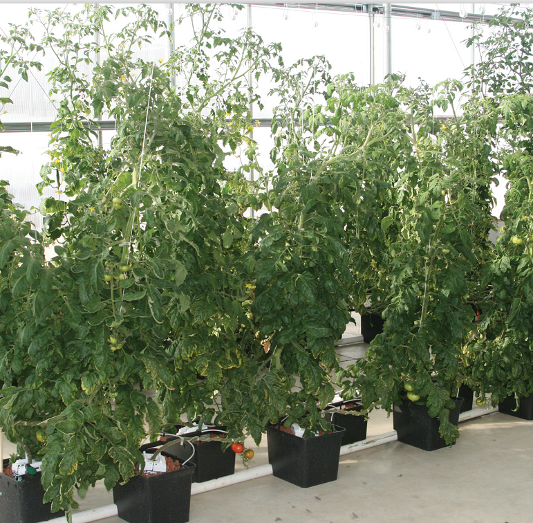 Dutch Bucket Tomato Hydroponics System