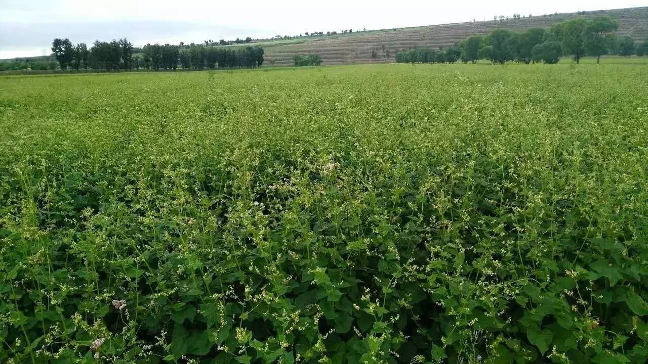 Ukraine's Buckwheat harvest hit a record high in 2021