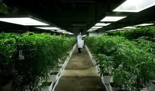 Illinois adult marijuana market flat in May