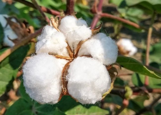 Brazilian cotton production is expected to increase by 10%