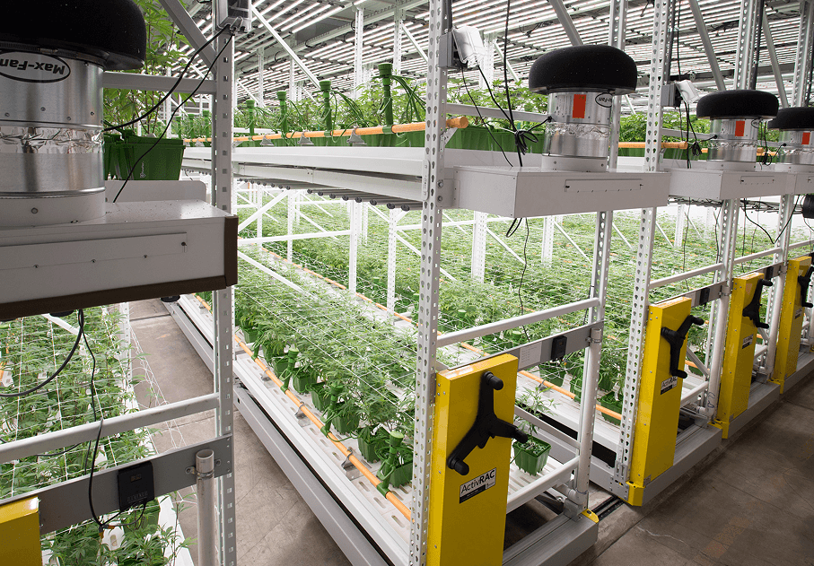 Cannabis Vertical Farming